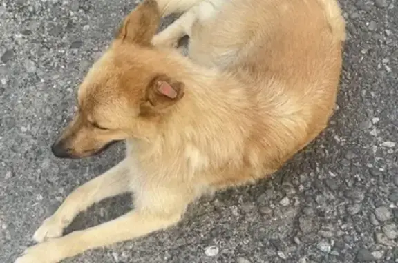 Найдена собака-дворняжка на улице Войкова, Сочи.