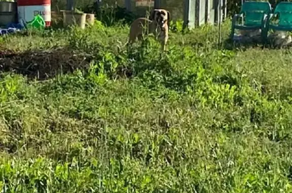 Найдена собака в Тульской области, деревня Малое Алитово