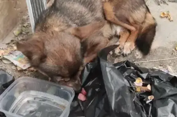 Найдена собака на улице Героев Сибиряков, 25 в Воронеже