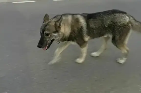 Собака найдена на Центральной улице в Юрово