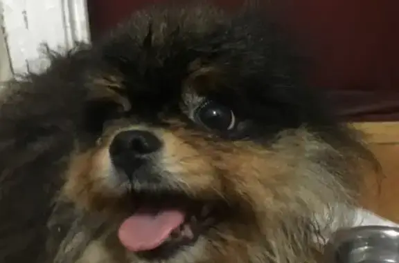 Найдена собака, Москва, фото: Найден шпиц мальчик на Каспийской улице, Москва