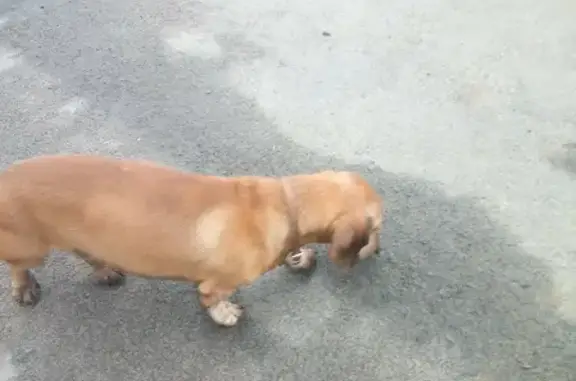 Собака Такса на улице Желябова, Иркутск