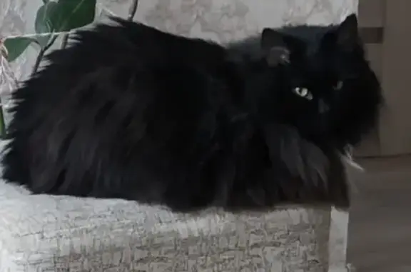 Кошки потеряшки, Киров, фото: Потеряшка кошка Маша с Преображенской улицы, 38 в Кирове