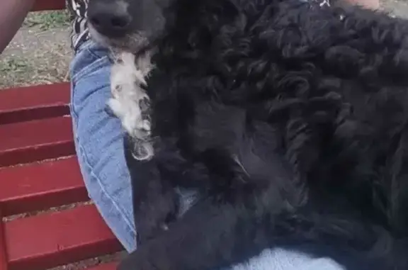 Объявления о пропавших и найденных животных, Москва, фото: Найдена собака на Подольской улице, Москва