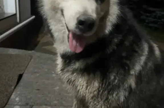 Собака в Колтунах ищет дом на Радужной улице
