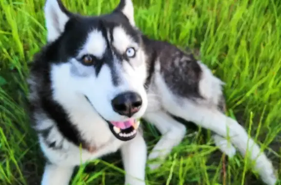 Собаки потеряшки, Москва, фото: Потеряшка собака 