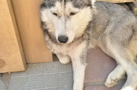 Собака найдена на улице Работниц, Челябинск