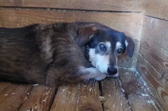 Пропала старая слепая собачка на улице Пушкина, нуждается в лечении!