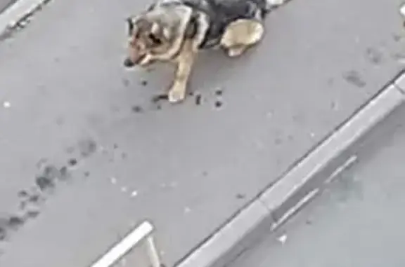 Собака ищет дом на Нахимовском проспекте, Москва.