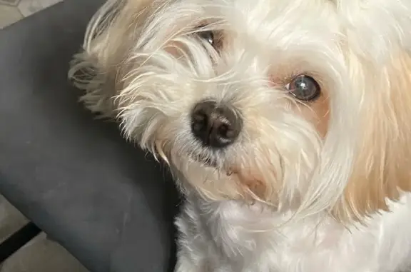 Собаки потеряшки, Москва, фото: Потеряшка собака на Харьковском проезде, Москва