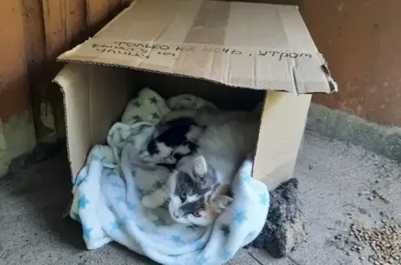 Найдена кошка с котятами на ул. Запрудня, 15, Кострома
