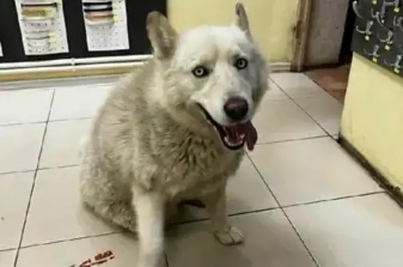 Потерянные животные Ростов-на-Дону, фото: Пропала собака Тор, Белый хаски, Тихорецкий переулок, 26, Ростов-на-Дону