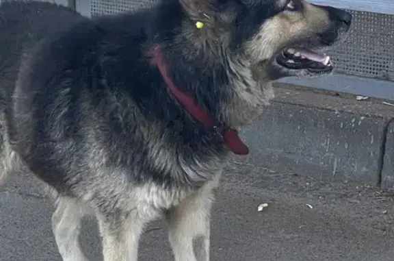 Найдена старая собака на автобусной остановке Четаева у Магнита!