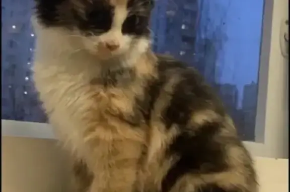 Кошки потеряшки, Москва, фото: Потеряшка кошка на ул. Вилиса Лациса, 17 к2, Москва