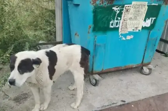 Найдена собака в пос. Волово, Тульская область