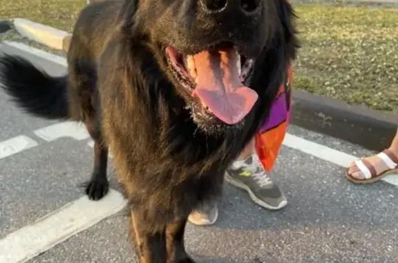 Найдена собака у Меги Парнас