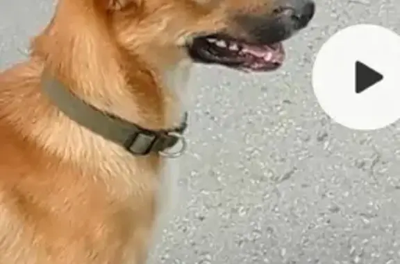 Пропала собака на улице Кошурникова, Новосибирск