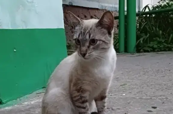 Кошка на ул. Вильямса, 36 в Туле.