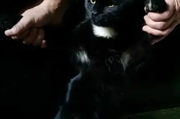 Найден черный кот на ул. Дружбы 4