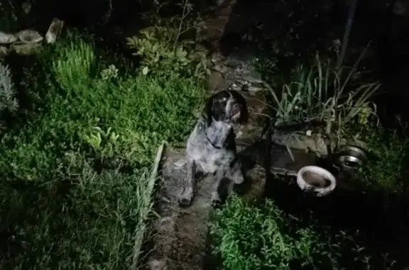 Собака Мальчик найдена на Ушинского, 12, Ставрополь.
