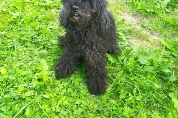 Найдена маленькая чёрная собачка на Большой Окружной, Калининград