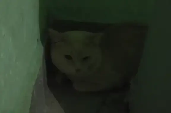 Найдена кошка, Москва, фото: Найдена кошка на Востряковском пр-де, 3 к1
