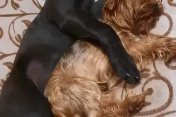 Потерянные животные Калининград, фото: Пропал йорк в Калининграде, Окуловская 21