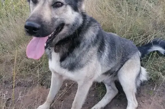 Собака без контактов найдена в Ленинском городском округе