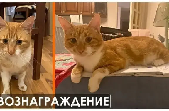 Кошки потеряшки, Санкт-Петербург, фото: Потеряшка кот Мультик на ул. Севастьянова, 16, СПб!