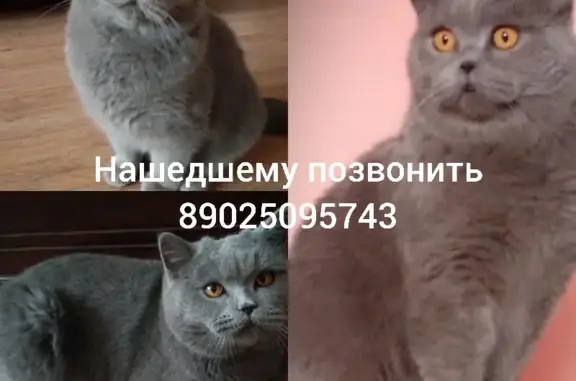 Пропала кошка в Артёмовском поселке, Ключи, 89025095743