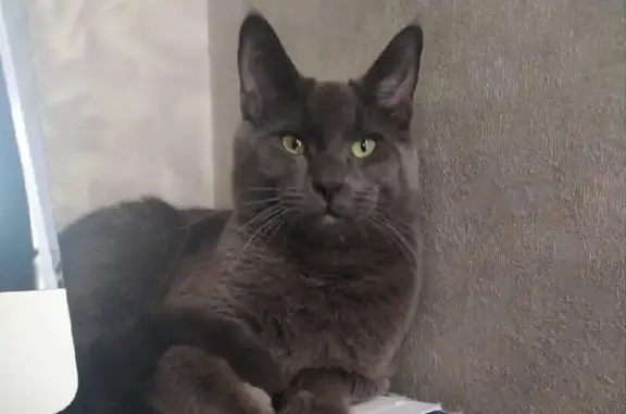 Кошки потеряшки, Москва, фото: Потеряшка кот Шкипер, 2-й Автозаводский проезд 5, Москва