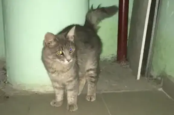 Найден серый кот на Парковом переулке, ищем хозяев