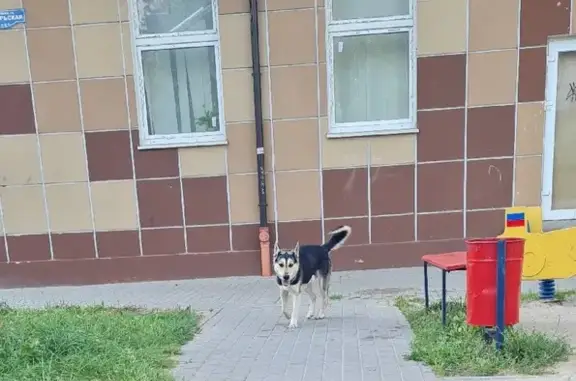 Найдена собака на улице Октябрьской, Калининград.