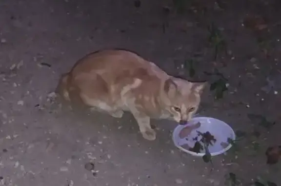 Найдена кошка в Орехово-Зуево