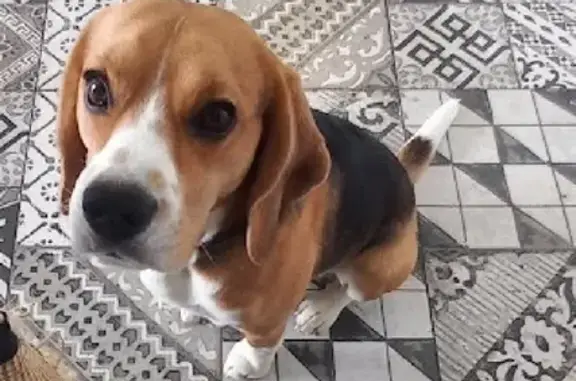 Собаки потеряшки, Томск, фото: Потеряшка кобель Бигля с адресником в лесу, Воронинское сельское поселение.