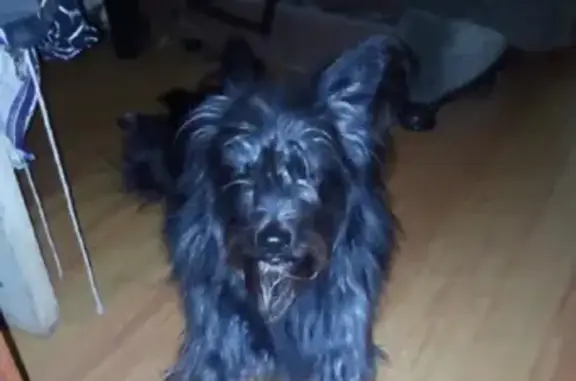 Пропала черная собака в Белоярском сельсовете