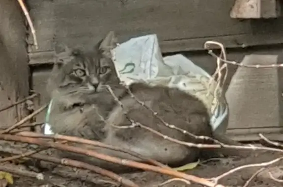 Пропал котик с улицы Максима Горького, 8 в Нижнем Новгороде