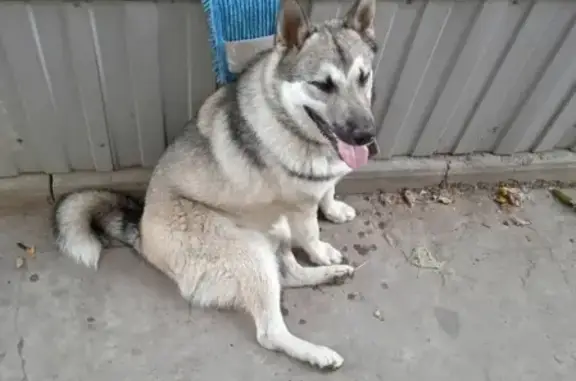 Пропала собака Тихон в Саратове, помогите найти!