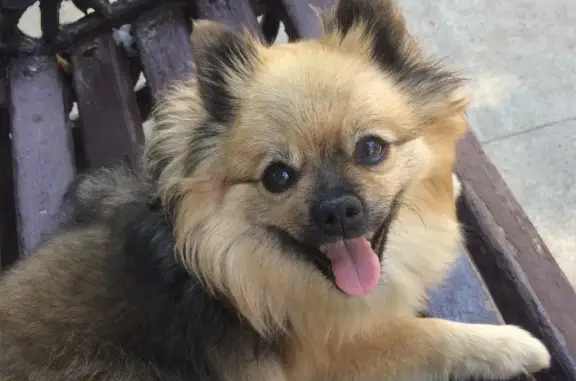 Собаки потеряшки, Москва, фото: Потеряшка собака на Нижнем Кисловском, 7 с2, Москва