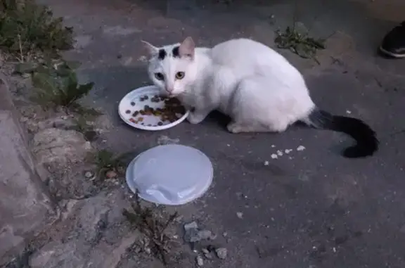 Найдена кошка в Орехово-Зуево, ищем хозяев
