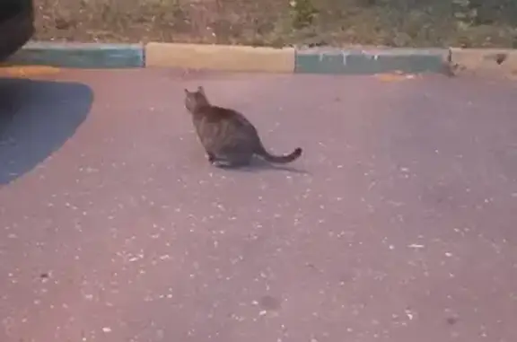 Найдена кошка, Москва, фото: Найдена кошка на ул. Народного Ополчения, д.23стр3