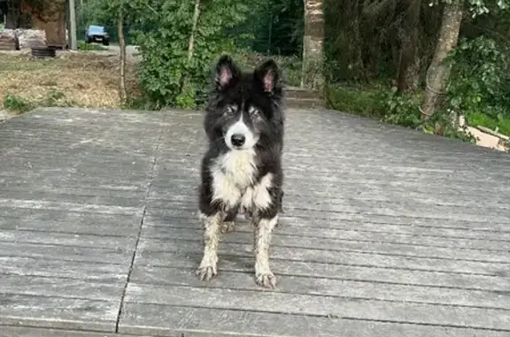 Найдена собака в районе Елизарово, ищем хозяина