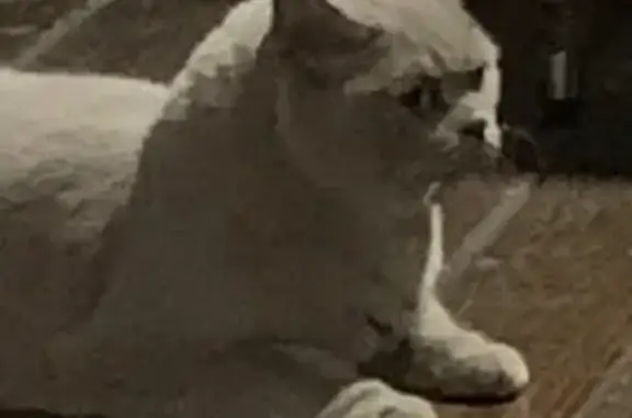 Найдена серая британская кошка в Голубино