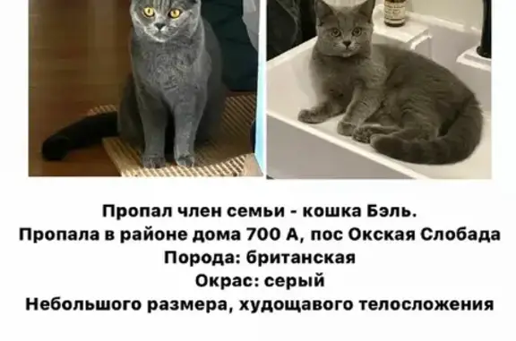 Пропала кошка в Серпухове, пос. Окская слобода