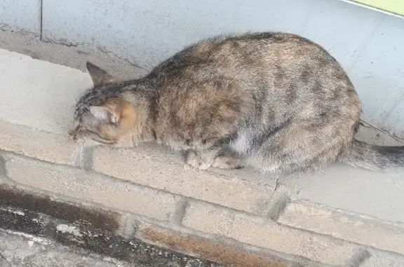 Котёнок найден на Гимеинской, 2 в Якутске