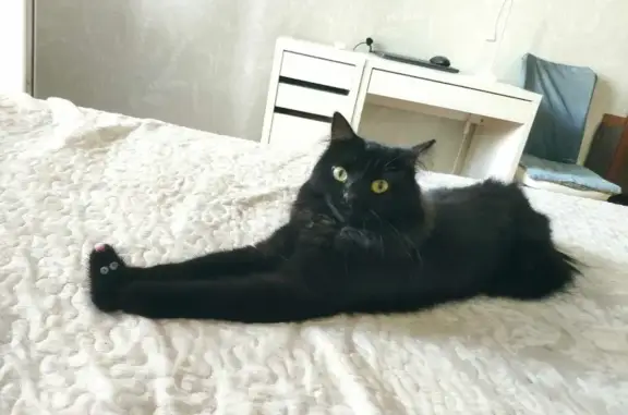 Кошки потеряшки, Москва, фото: Потеряшка молодая кошка на Автозаводской, ул. 6, Москва.