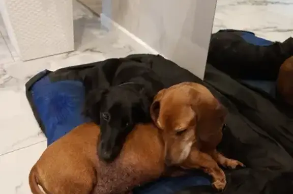 Собаки потеряшки, Санкт-Петербург, фото: Потеряшка старая рыжая такса на Днепропетровской, 37