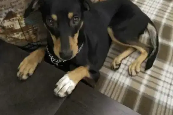 Собаки потеряшки, Москва, фото: Потеряшка стерилизованная собака на Энтузиастов