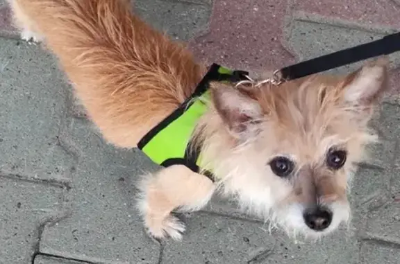 Найдена собака на Уссурийском бульваре, Хабаровск