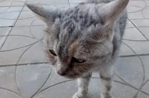 Пропала кошка у магазина Авокадо на Москворецкой